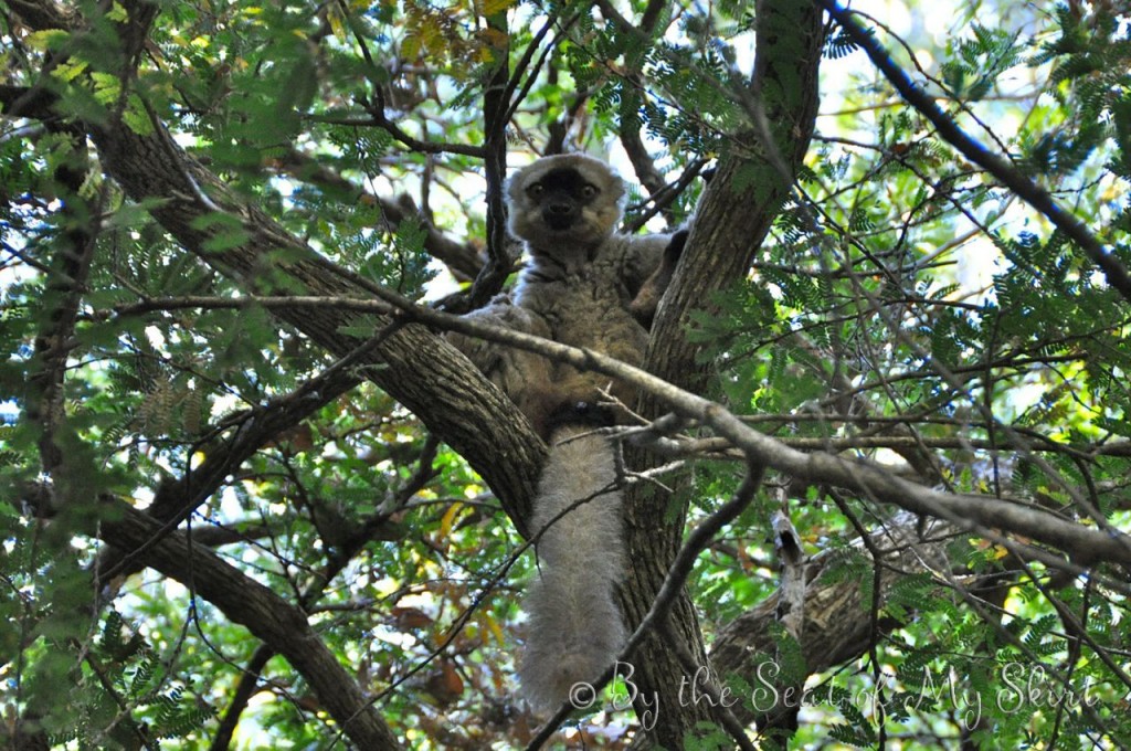 lemur01