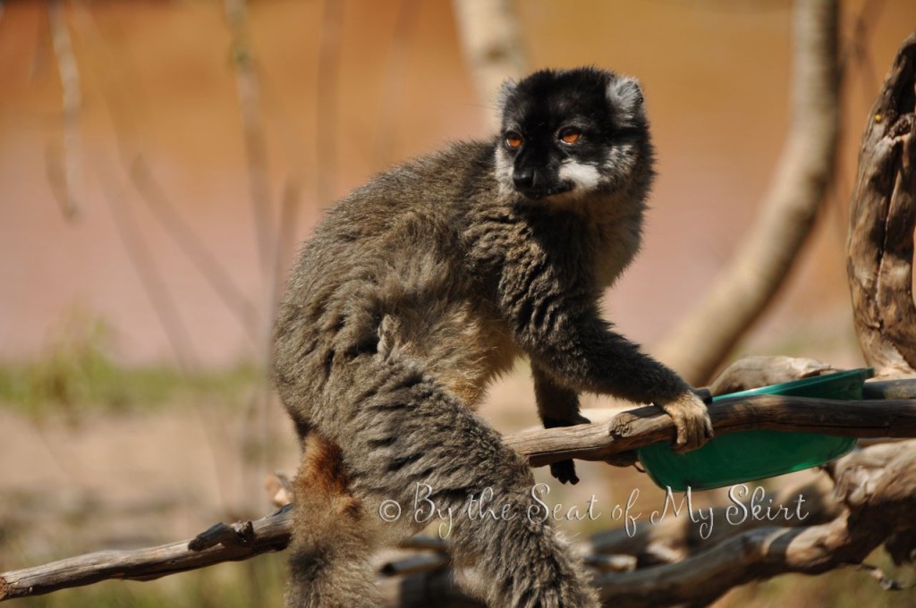 lemur54