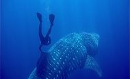Free diving with a whale shark