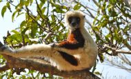 Madagascar … where all the cool creatures live